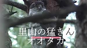 里山の猛きん オオタカの画像